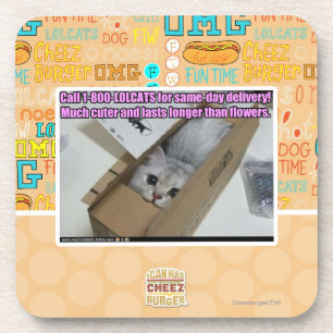 Call 1-800-LOLCATS Coaster