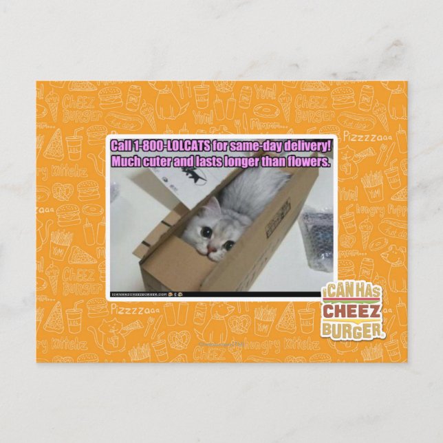 Call 1-800-LOLCATS Postcard (Front)