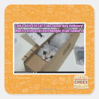 Call 1-800-LOLCATS