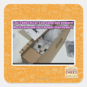 Call 1-800-LOLCATS Square Sticker