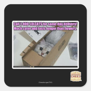 Call 1-800-LOLCATS Square Sticker