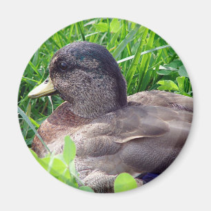 Call Duck Drake Magnet