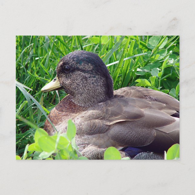 Call Duck Drake Postcard (Front)