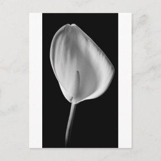 Calla #2 postcard