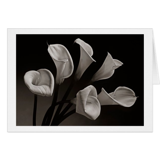 Calla Lilies (Front Horizontal)