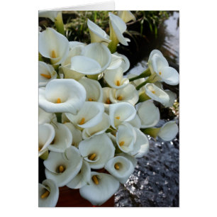 Calla Lilies growing at Lily Plantation, Taiwan