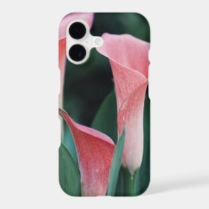 Calla Lilies Pink Flowers