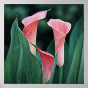 Calla Lilies Pink Flowers Poster