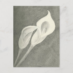 Calla Lilies Postcard
