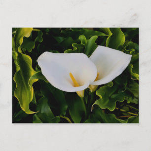 CALLA LILIES POSTCARD