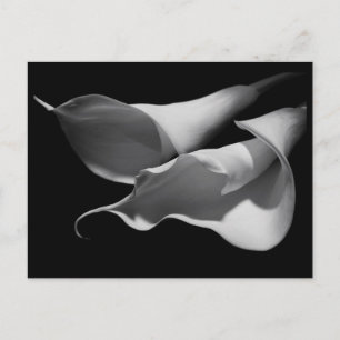 Calla Lilies Postcard