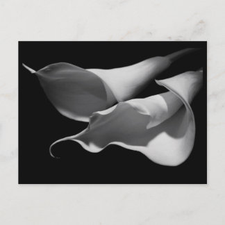 Calla Lilies Postcard