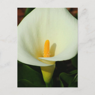 Calla Lilly Postcard