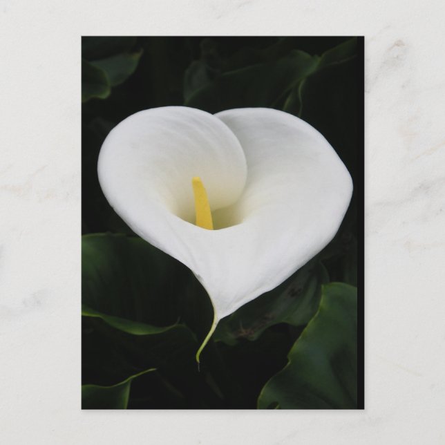 Calla Lilly Postcard (Front)