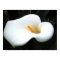 Calla Lilly