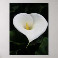 Calla Lilly