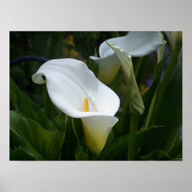 Calla Lilly Print (Front)