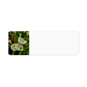 Calla lily