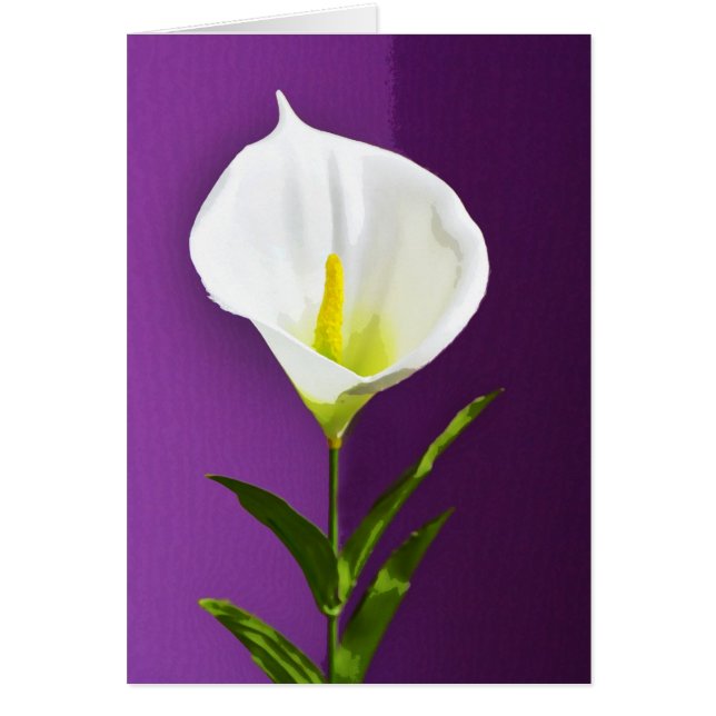 Calla Lily (Front)