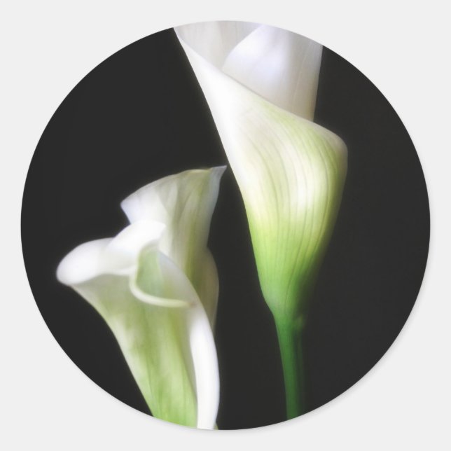 Calla Lily 2 Classic Round Sticker (Front)