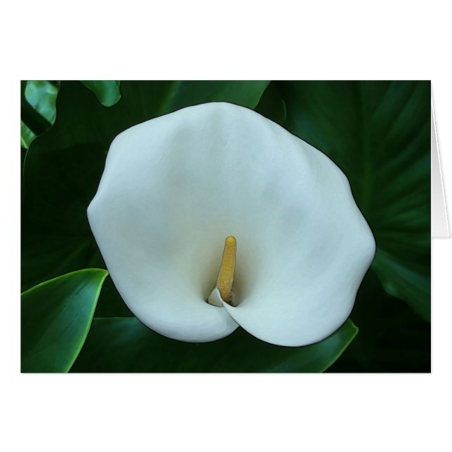 Calla Lily - 5" x 7" Art Card (Front Horizontal)