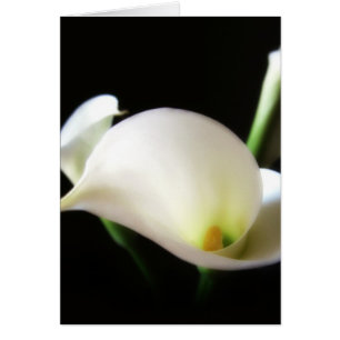 Calla Lily 7