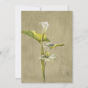 Calla Lily by Fidelia Bridges Invitation