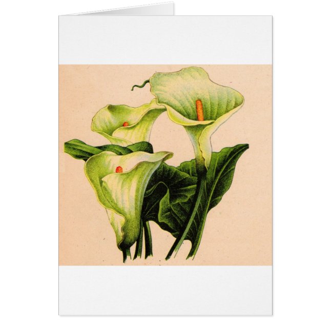calla lily calla lilies (Front)