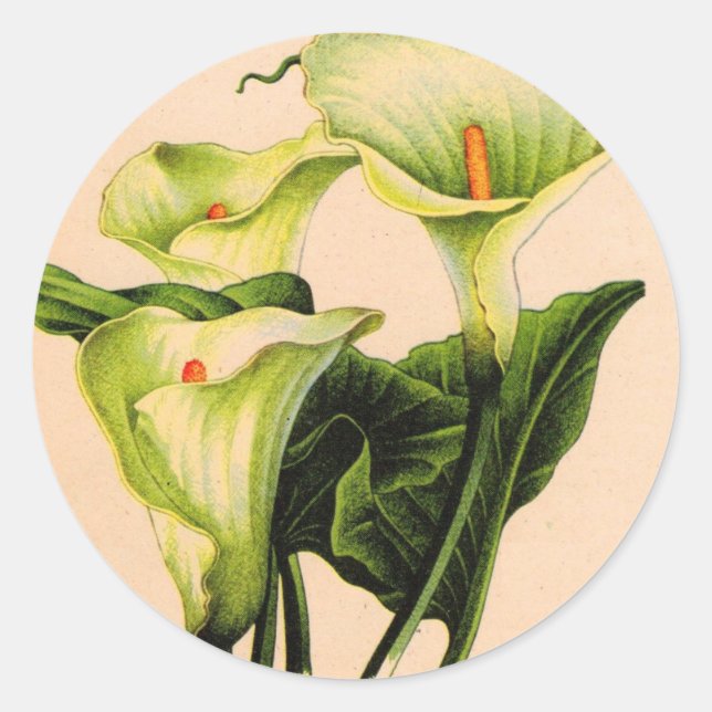 calla lily calla lilies classic round sticker (Front)