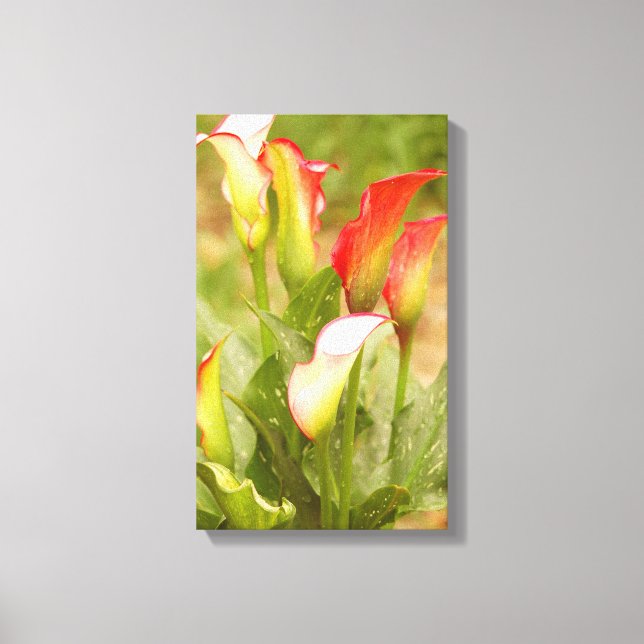 Calla Lily Canvas Print (Front)
