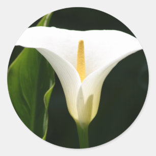 Calla Lily Classic Round Sticker