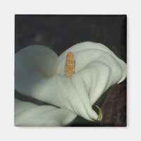 Calla Lily Dawn