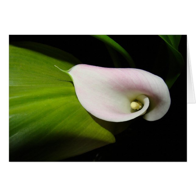 Calla Lily Flower Card (Front Horizontal)