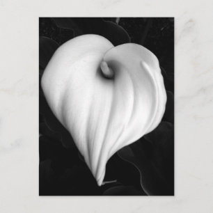 Calla Lily in Black and White Postcard