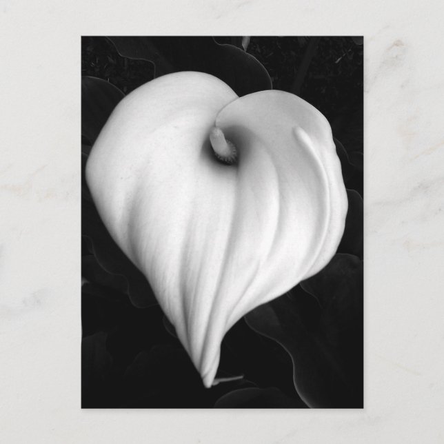 Calla Lily in Black and White Postcard (Front)