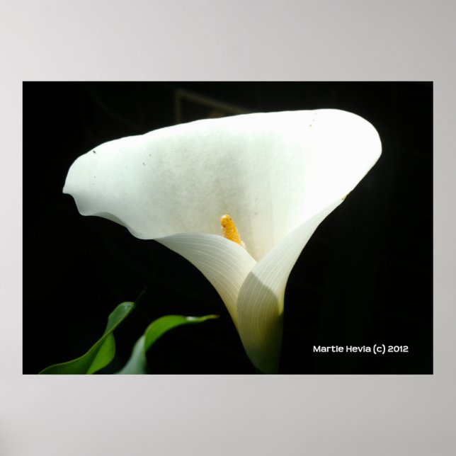 Calla Lily in Black Poster (Front)