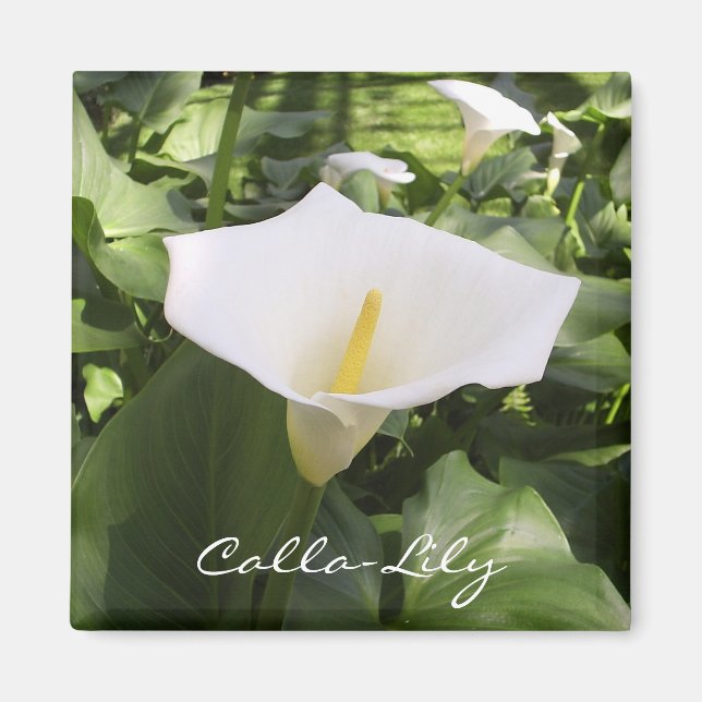 Calla-Lily Magnet (Front)