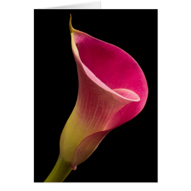 Calla Lily on Black (Front)