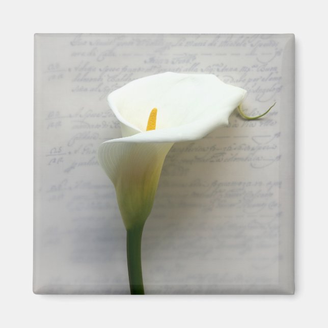 calla lily on old handwriting square magnet (Front)
