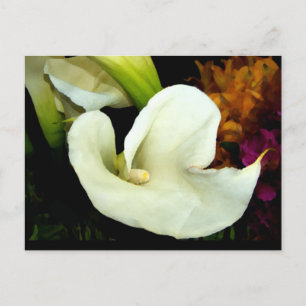 Calla Lily Postcard