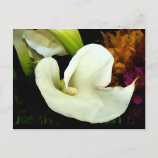 Calla Lily Postcard