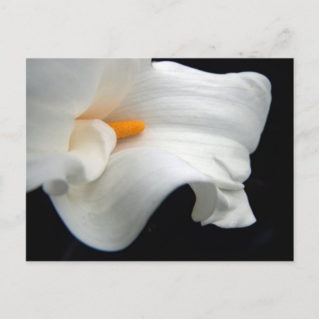 Calla Lily Postcard (Front)