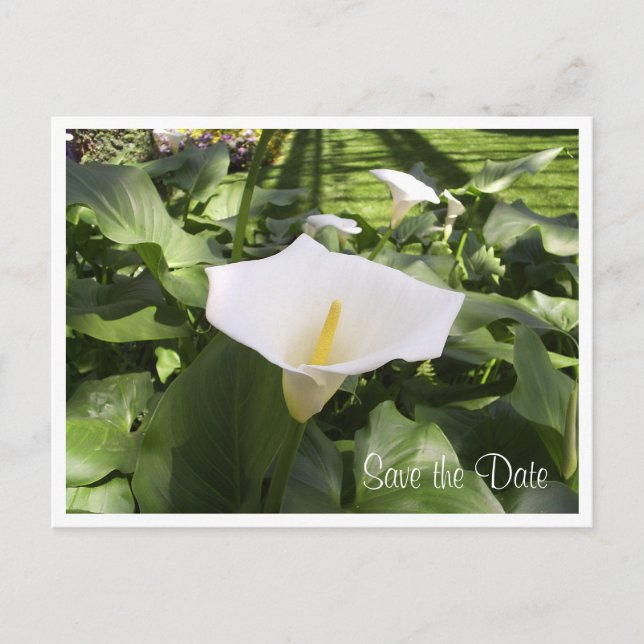 Calla-Lily Postcard (Front)