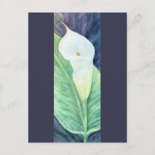 Calla Lily Postcard