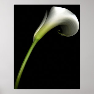 Calla Lily Poster