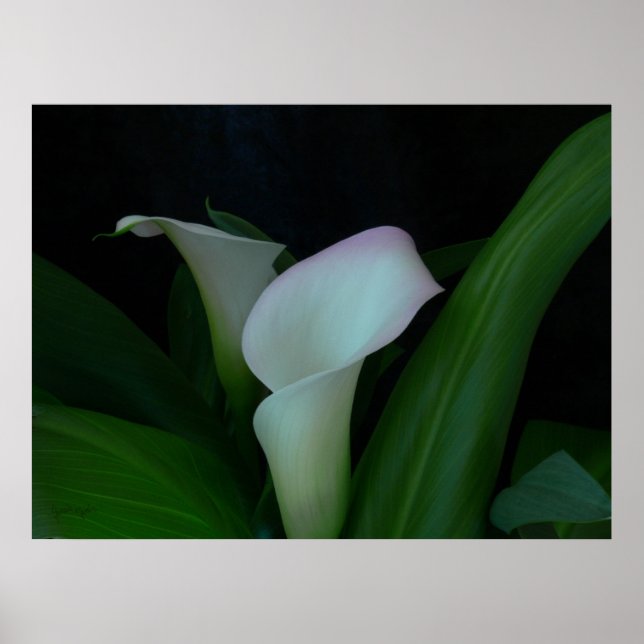 calla lily poster (Front)