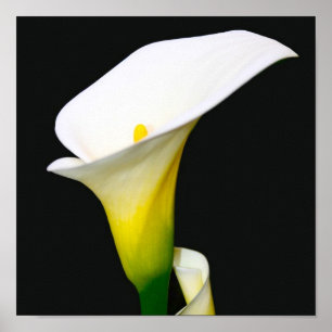 CALLA LILY POSTER