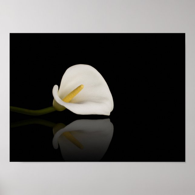 Calla lily print (Front)