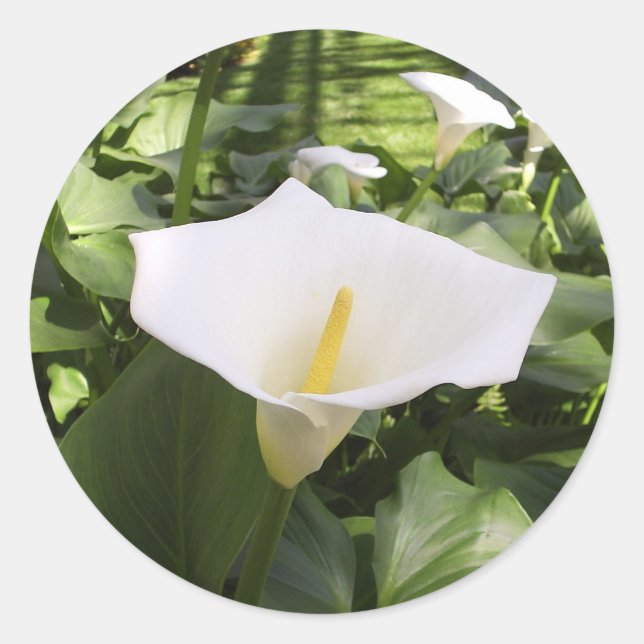 Calla-Lily Sticker (Front)