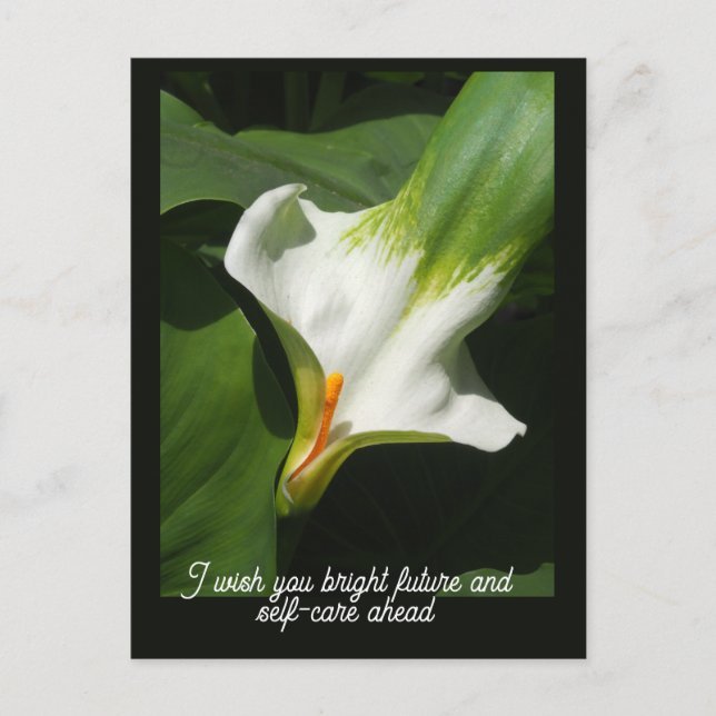 Calla Lily, Zantedeschia Postcard (Front)